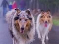 Collie-Treffen (216)