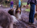 Collie-Treffen (270)