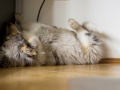Gaia_Langhaarcollie_Rough_Collie_Bluemerle_Welpe_Baby_Tierbaby_Hundebaby_Hund_schlafend_schlafen_traeumend_traum_wand_Schlafposition_Schnappschuss (1)