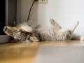 Gaia_Langhaarcollie_Rough_Collie_Bluemerle_Welpe_Baby_Tierbaby_Hundebaby_Hund_schlafend_schlafen_traeumend_traum_wand_Schlafposition_Schnappschuss (3)