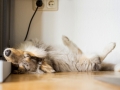 Gaia_Langhaarcollie_Rough_Collie_Bluemerle_Welpe_Baby_Tierbaby_Hundebaby_Hund_schlafend_schlafen_traeumend_traum_wand_Schlafposition_Schnappschuss (5)