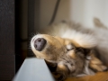Gaia_Langhaarcollie_Rough_Collie_Bluemerle_Welpe_Baby_Tierbaby_Hundebaby_Hund_schlafend_schlafen_traeumend_traum_wand_Schlafposition_Schnappschuss (7)