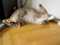 Gaia_Langhaarcollie_Rough_Collie_Bluemerle_Welpe_Baby_Tierbaby_Hundebaby_Hund_schlafend_schlafen_traeumend_traum_wand_Schlafposition_Schnappschuss (9)