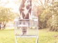 Tierfotografie_Hundefotografie_Marburg_Hund_Border_Collie_Mischling_Maggy_tricolor_Einkaufswagen (2)