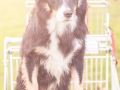 Tierfotografie_Hundefotografie_Marburg_Hund_Border_Collie_Mischling_Maggy_tricolor_Einkaufswagen (6)