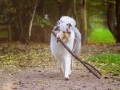 Tierfotografie_Hundefotografie_Marburg_Hund_Langhaarcollie_Collie_Rough_Collie_bluemerle_Gaia_Stock_Stoeckchen (1)