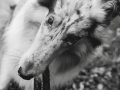 Tierfotografie_Hundefotografie_Marburg_Hund_Langhaarcollie_Collie_Rough_Collie_bluemerle_Gaia_Stock_Stoeckchen (4)