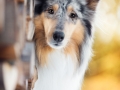 Hundemaedchen_Gaia_Langhaarcollie_Purrpawsfotografie_Nathalie_Große_ELOS_Event_Tierfotografie_Shooting (2)