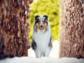 Hundemaedchen_Gaia_Langhaarcollie_Purrpawsfotografie_Nathalie_Große_ELOS_Event_Tierfotografie_Shooting (3)