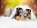 Hundemaedchen_Gaia_Langhaarcollie_Purrpawsfotografie_Nathalie_Große_ELOS_Event_Tierfotografie_Shooting (5)