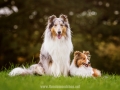 Hundemaedchen_Gaia_Collie_Langhaarcollie_Wilson_Shetland_Sheepdog_Sheltie_Lassie_Huetehund_ELOS_Event_shooting (1)