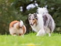 Hundemaedchen_Gaia_Collie_Langhaarcollie_Wilson_Shetland_Sheepdog_Sheltie_Lassie_Huetehund_ELOS_Event_shooting (11)