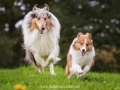 Hundemaedchen_Gaia_Collie_Langhaarcollie_Wilson_Shetland_Sheepdog_Sheltie_Lassie_Huetehund_ELOS_Event_shooting (15)