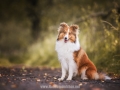 Hundemaedchen_Gaia_Collie_Langhaarcollie_Wilson_Shetland_Sheepdog_Sheltie_Lassie_Huetehund_ELOS_Event_shooting (17)