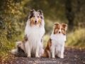 Hundemaedchen_Gaia_Collie_Langhaarcollie_Wilson_Shetland_Sheepdog_Sheltie_Lassie_Huetehund_ELOS_Event_shooting (21)