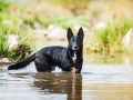 Tierfotografie_Hundefotografie_Marburg_Fotografin_Christine_Hemlep_Hund_Mischling_Schwarz_Balou (1)
