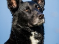 Tierfotografie_Hundefotografie_Marburg_Fotografin_Christine_Hemlep_Hund_Mischling_Schwarz_Balou (15)