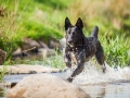 Tierfotografie_Hundefotografie_Marburg_Fotografin_Christine_Hemlep_Hund_Mischling_Schwarz_Balou (7)