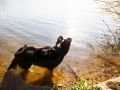 Border_Collie_Mischling_Maggy_tricolor_Kirchhain_Erlensee_Fotografin_Christine_Hemlep (1)