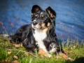 Border_Collie_Mischling_Maggy_tricolor_Kirchhain_Erlensee_Fotografin_Christine_Hemlep (11)