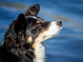 Border_Collie_Mischling_Maggy_tricolor_Kirchhain_Erlensee_Fotografin_Christine_Hemlep (13)