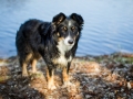 Border_Collie_Mischling_Maggy_tricolor_Kirchhain_Erlensee_Fotografin_Christine_Hemlep (15)