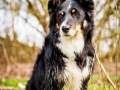 Border_Collie_Mischling_Maggy_tricolor_Kirchhain_Erlensee_Fotografin_Christine_Hemlep (17)