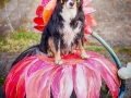 Border_Collie_Mischling_Maggy_tricolor_Kirchhain_Erlensee_Fotografin_Christine_Hemlep (27)