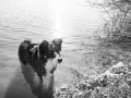 Border_Collie_Mischling_Maggy_tricolor_Kirchhain_Erlensee_Fotografin_Christine_Hemlep (4)