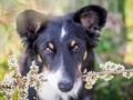 Border_Collie_Mischling_Maggy_tricolor_Kirchhain_Erlensee_Fotografin_Christine_Hemlep (7)