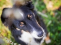 Border_Collie_Mischling_Maggy_tricolor_Kirchhain_Erlensee_Fotografin_Christine_Hemlep (9)