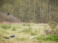Fotografenbegleithund_Gaia_Fotograf_Begleithund_Langhaarcollie_Rough_Collie_bluemerle_Welpe_Baby_Puppy_Hund_Marburg (1)