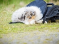 Fotografenbegleithund_Gaia_Fotograf_Begleithund_Langhaarcollie_Rough_Collie_bluemerle_Welpe_Baby_Puppy_Hund_Marburg (3)