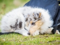 Fotografenbegleithund_Gaia_Fotograf_Begleithund_Langhaarcollie_Rough_Collie_bluemerle_Welpe_Baby_Puppy_Hund_Marburg (5)