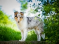 Hundefotografie_Tierfotografie_Gaia_Rough_Collie_Langhaarcollie_bluemerle_Gaia_Welpe_Junghund_Frauenberg_Ruine (1)