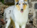 Hundefotografie_Tierfotografie_Gaia_Rough_Collie_Langhaarcollie_bluemerle_Gaia_Welpe_Junghund_Frauenberg_Ruine (17)