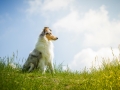 Hundefotografie_Tierfotografie_Gaia_Rough_Collie_Langhaarcollie_bluemerle_Gaia_Welpe_Junghund_Frauenberg_Ruine (23)