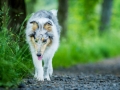 Hundefotografie_Tierfotografie_Gaia_Rough_Collie_Langhaarcollie_bluemerle_Gaia_Welpe_Junghund_Frauenberg_Ruine (25)