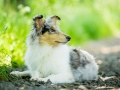 Hundefotografie_Tierfotografie_Gaia_Rough_Collie_Langhaarcollie_bluemerle_Gaia_Welpe_Junghund_Frauenberg_Ruine (29)