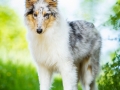 Hundefotografie_Tierfotografie_Gaia_Rough_Collie_Langhaarcollie_bluemerle_Gaia_Welpe_Junghund_Frauenberg_Ruine (3)
