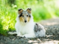 Hundefotografie_Tierfotografie_Gaia_Rough_Collie_Langhaarcollie_bluemerle_Gaia_Welpe_Junghund_Frauenberg_Ruine (31)