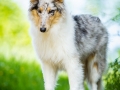 Hundefotografie_Tierfotografie_Gaia_Rough_Collie_Langhaarcollie_bluemerle_Gaia_Welpe_Junghund_Frauenberg_Ruine (5)