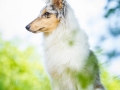 Hundefotografie_Tierfotografie_Gaia_Rough_Collie_Langhaarcollie_bluemerle_Gaia_Welpe_Junghund_Frauenberg_Ruine (7)