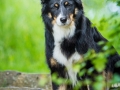 Hundefotografie_Tierfotografie_Marburg_Maggy_Border_Collie_Mischling_tricolor_Senior_Frauenberg_Ruine (1)