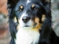 Hundefotografie_Tierfotografie_Marburg_Maggy_Border_Collie_Mischling_tricolor_Senior_Frauenberg_Ruine (11)