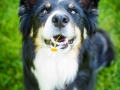 Hundefotografie_Tierfotografie_Marburg_Maggy_Border_Collie_Mischling_tricolor_Senior_Frauenberg_Ruine (13)