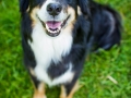 Hundefotografie_Tierfotografie_Marburg_Maggy_Border_Collie_Mischling_tricolor_Senior_Frauenberg_Ruine (15)