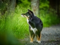 Hundefotografie_Tierfotografie_Marburg_Maggy_Border_Collie_Mischling_tricolor_Senior_Frauenberg_Ruine (17)