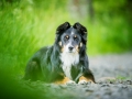 Hundefotografie_Tierfotografie_Marburg_Maggy_Border_Collie_Mischling_tricolor_Senior_Frauenberg_Ruine (19)