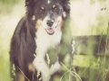 Hundefotografie_Tierfotografie_Marburg_Maggy_Border_Collie_Mischling_tricolor_Senior_Frauenberg_Ruine (25)